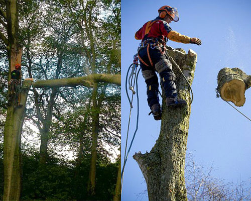Bomen Bomen
