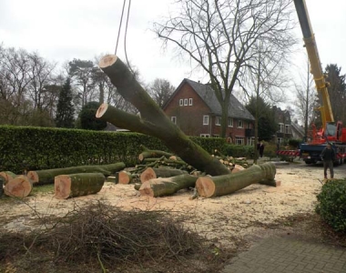 Grootste beuk in Bilthoven kappen